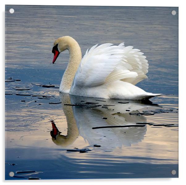 Swan on Ice Acrylic by Darren Burroughs