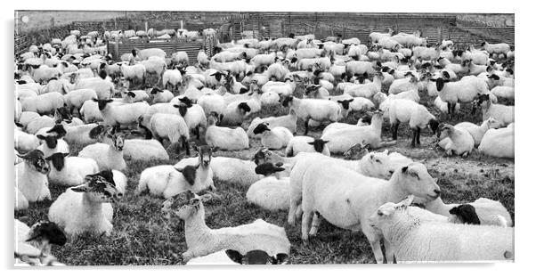 Counting sheep, 1, 2, 3........   Acrylic by Darren Burroughs