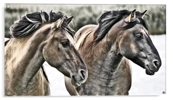 Konik Horses. Acrylic by Darren Burroughs