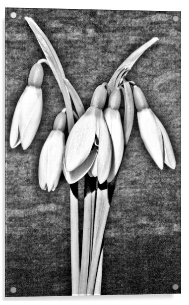 Snowdrops. Acrylic by Darren Burroughs