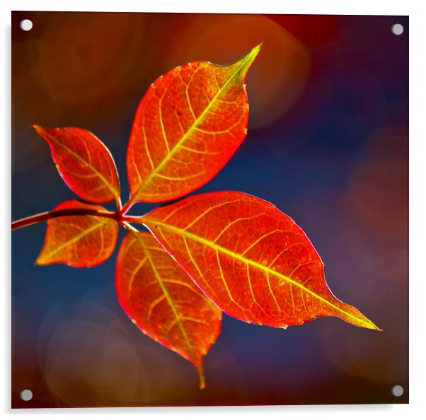 Autumn leaf Acrylic by Darren Burroughs