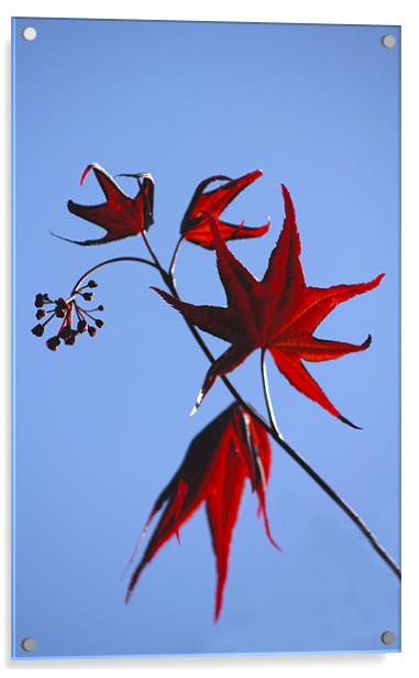 Acer Leaves Acrylic by Darren Burroughs