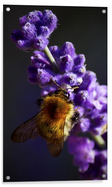 Bee on Lavender Acrylic by Darren Burroughs