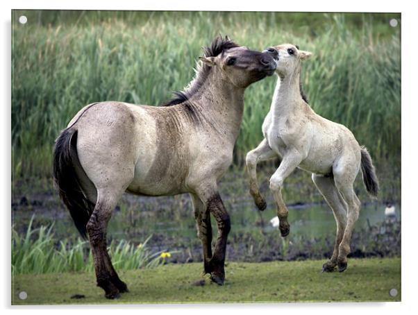 Mother And Foal. Polish Konik Horses Acrylic by Darren Burroughs