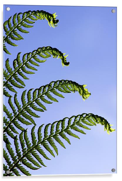 Dicksonia Antarctica, Tree Fern. Acrylic by Darren Burroughs