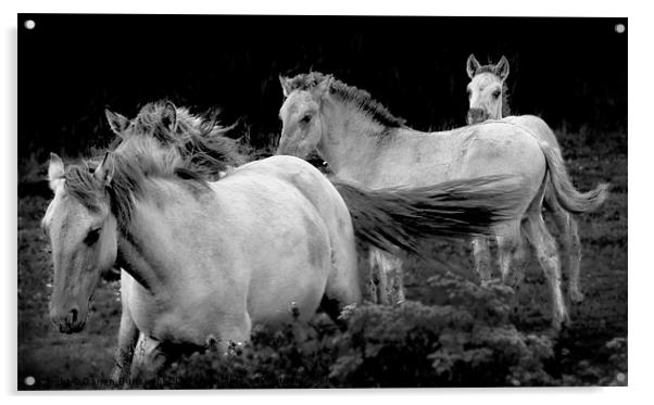 Polish Konik Horses Acrylic by Darren Burroughs