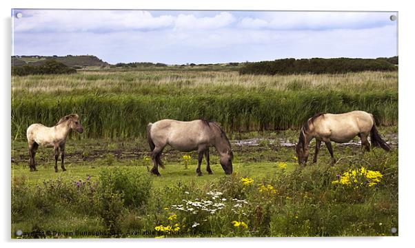 Polish Konik Horses Minsmere Suffolk. Acrylic by Darren Burroughs