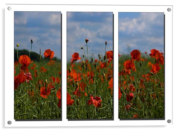 Poppy Triptych Acrylic by Emma Kenmore
