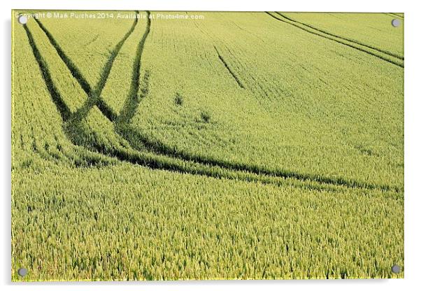 Green Field of Wheat Crop Texture Acrylic by Mark Purches