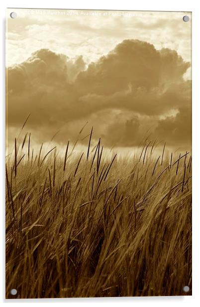 Sepia Barley Crop Growing Under Cloudy Sky Detail Acrylic by Mark Purches