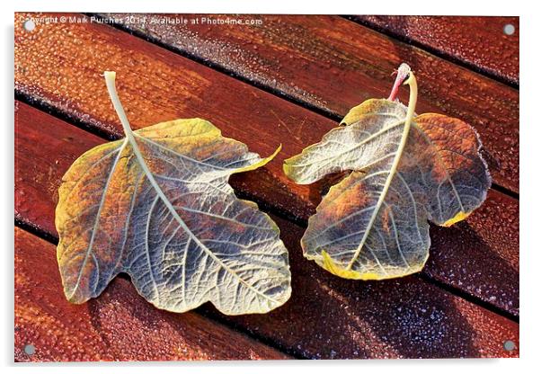 Two Frosty Leaves on Red Wooden Table in Sun Acrylic by Mark Purches