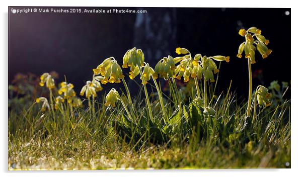 Cowslip Flowers in Spring Acrylic by Mark Purches
