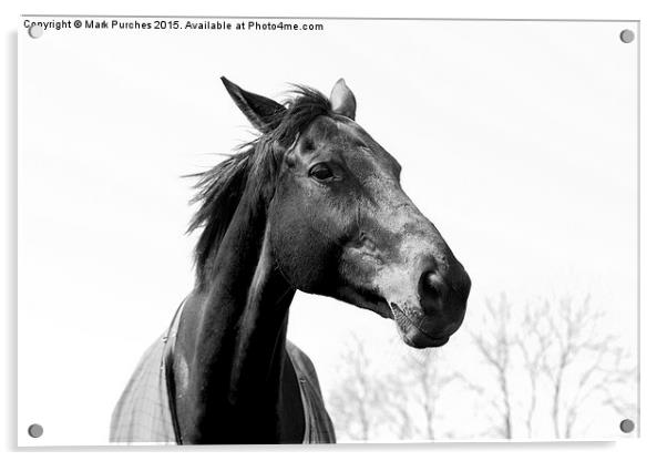 Black White Elegant Horse Head Landscape Acrylic by Mark Purches
