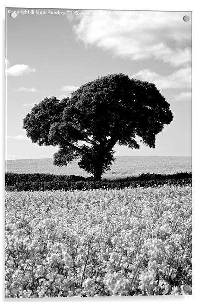 Black White Tree in Rapeseed Fields Acrylic by Mark Purches