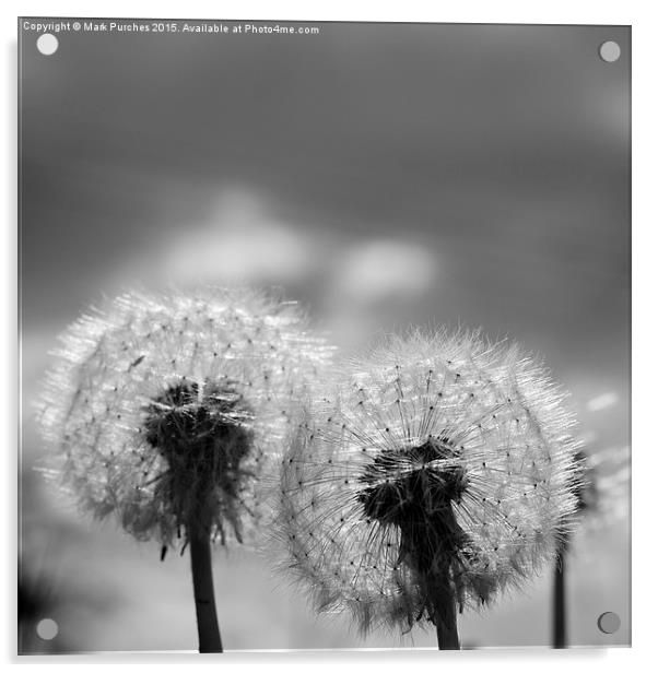 Two Black White Dandelion Blow Balls Acrylic by Mark Purches
