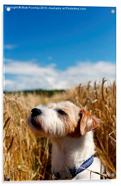 Parson Russell Terrier Sunbathing Acrylic by Mark Purches