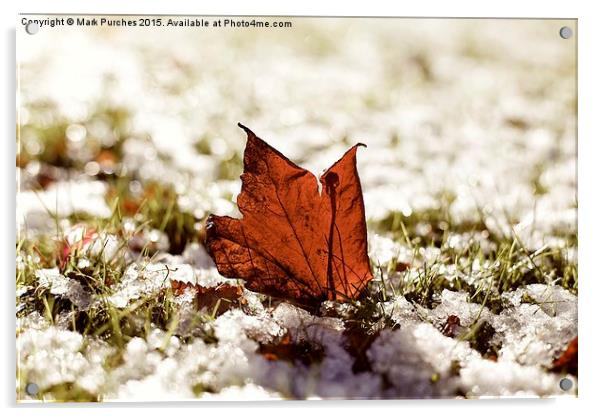 Last Autumn Leaf Standing in First Snow of Winter  Acrylic by Mark Purches