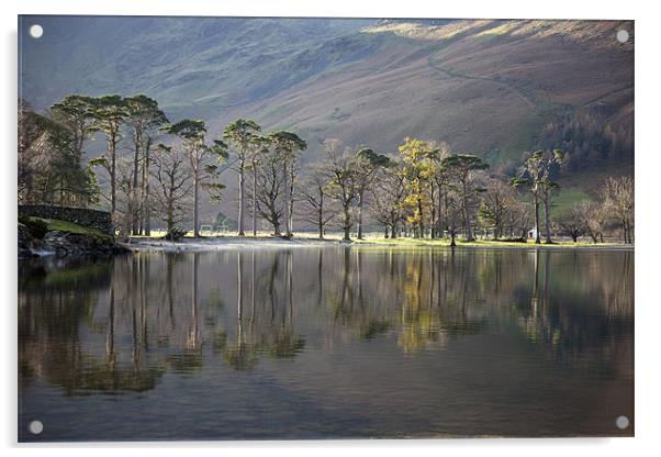 Buttermere Pines Acrylic by Steve Glover