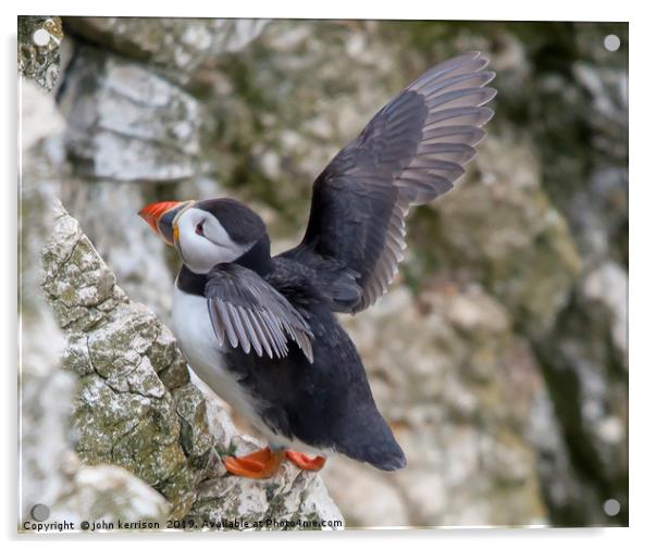 Puffin at Bempton Cliffs Acrylic by john kerrison