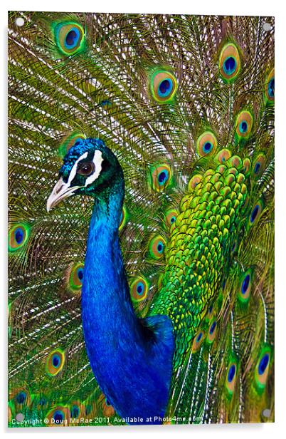 Peacock 2 Acrylic by Doug McRae