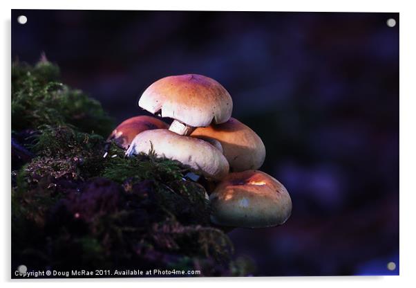 Mushrooms Acrylic by Doug McRae