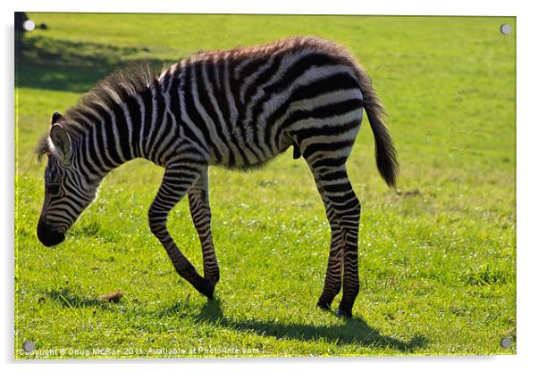Zebra foal Acrylic by Doug McRae
