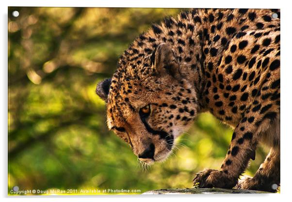 Cheetah Acrylic by Doug McRae