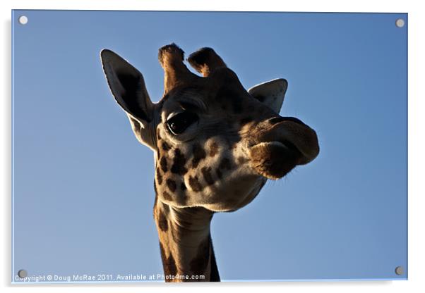 Giraffe's head Acrylic by Doug McRae