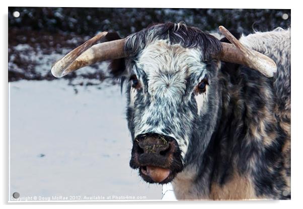 Longhorn cow Acrylic by Doug McRae