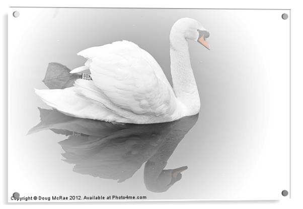 Soft swan Acrylic by Doug McRae