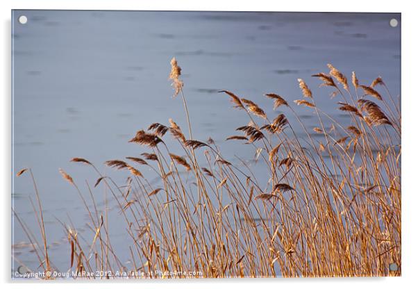 Warm reeds Acrylic by Doug McRae