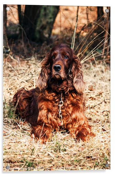 Red setter Acrylic by Doug McRae