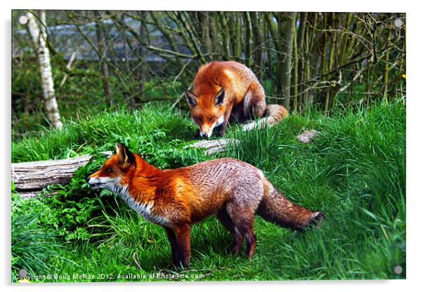Foxes Acrylic by Doug McRae