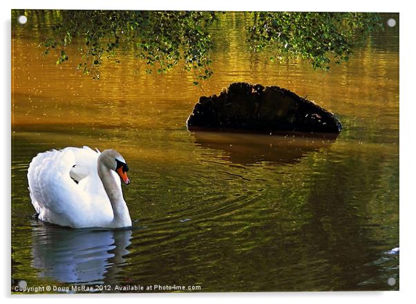 Mute swan Acrylic by Doug McRae