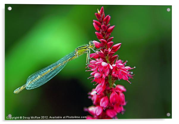 Damselfly Acrylic by Doug McRae