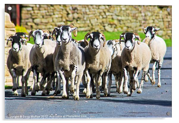 Sheep Acrylic by Doug McRae