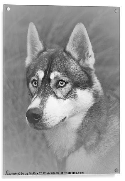 Siberian Husky Acrylic by Doug McRae