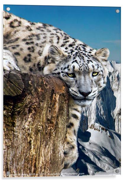 snow lepard Acrylic by Doug McRae