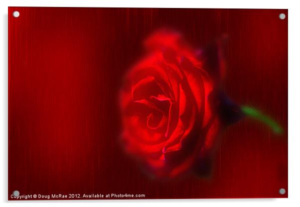 A Red rose Acrylic by Doug McRae