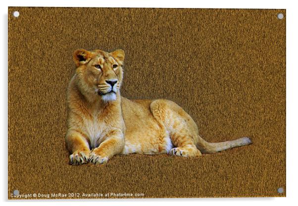 Lioness Acrylic by Doug McRae
