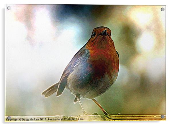 Robin red breast Acrylic by Doug McRae