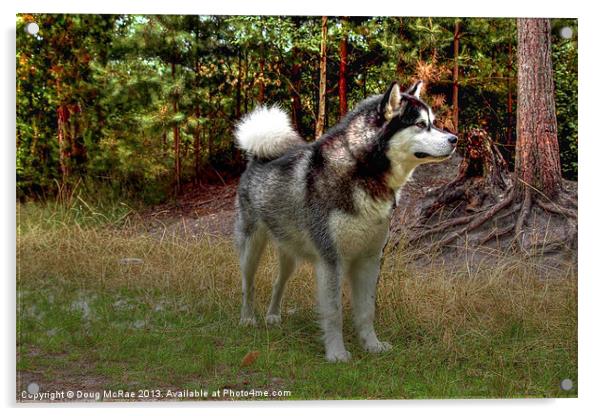 Malamute Acrylic by Doug McRae