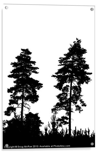 pine trees Acrylic by Doug McRae