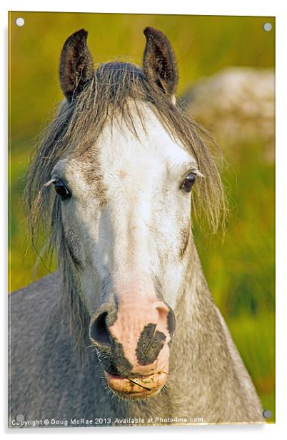 Welsh Pony Acrylic by Doug McRae