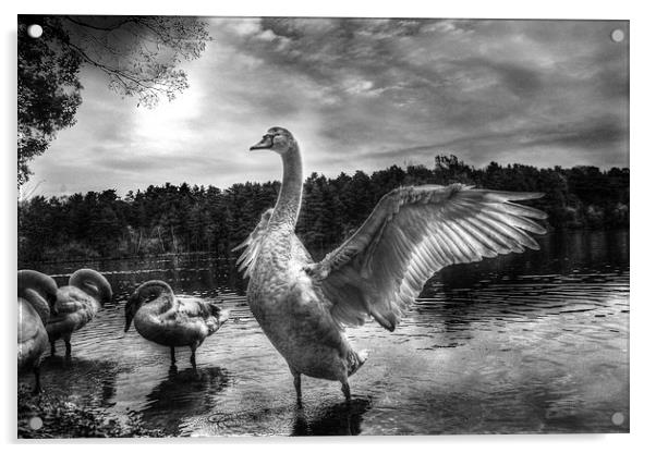 swan lake Acrylic by Doug McRae