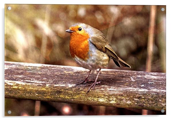 European Robin Acrylic by Doug McRae