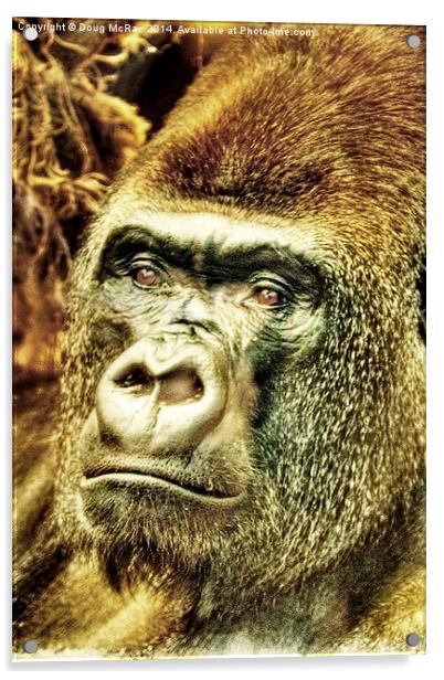 Gorilla Acrylic by Doug McRae