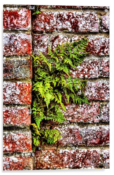  fern in wall Acrylic by Doug McRae