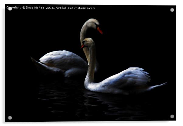 swans Acrylic by Doug McRae