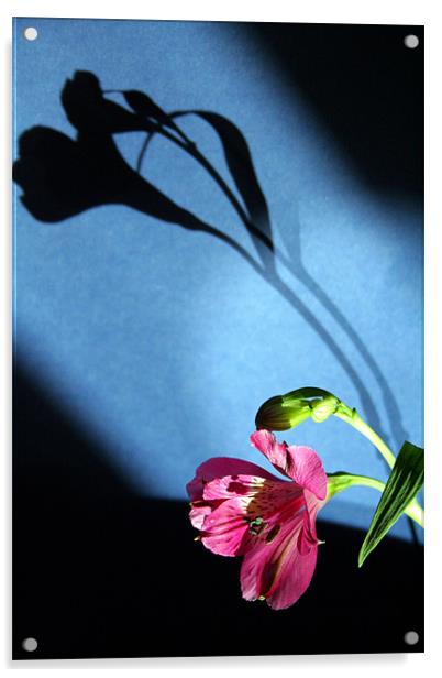 flower and light Acrylic by Doug McRae